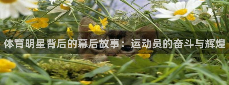 vsport体育官方平台体育:体育明星背后的幕后故事:运动员